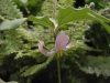 Show product details for Trillium catesbyi
